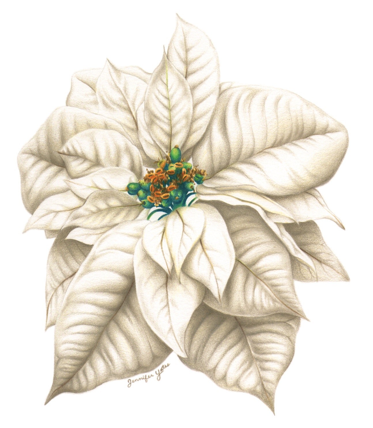 Framed Print of Color Pencil Drawing Poinsettia