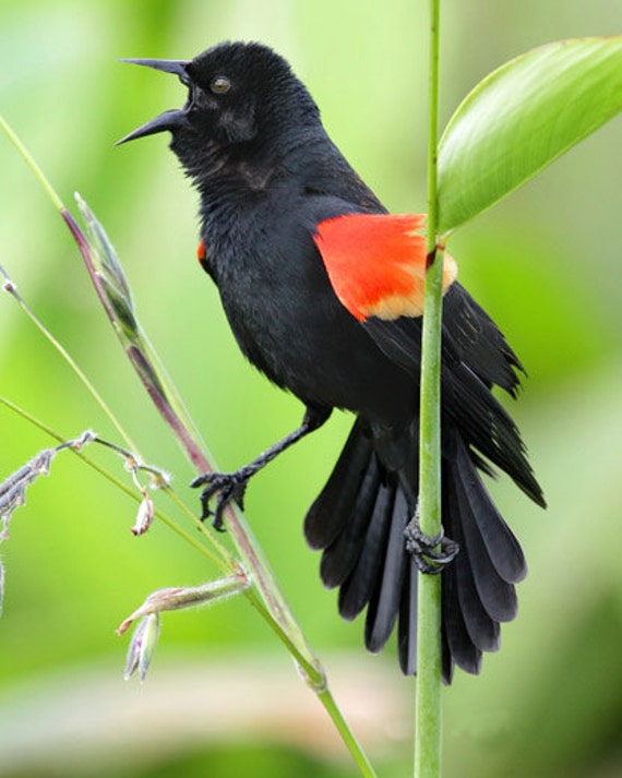 Red Winged Black Bird photograph Florida wetlands Bird on a