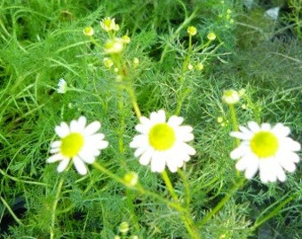 Chamomile - German Chamomile live herb plant, make chamomile tea