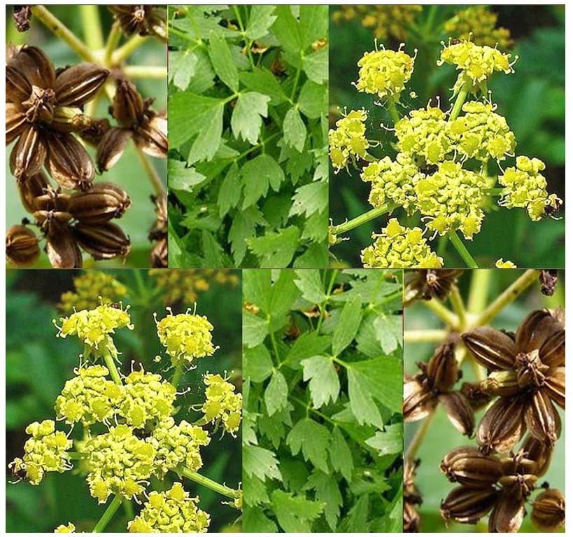 MOUNTAIN CELERY Seed Lovage Herb Seeds Levisticum