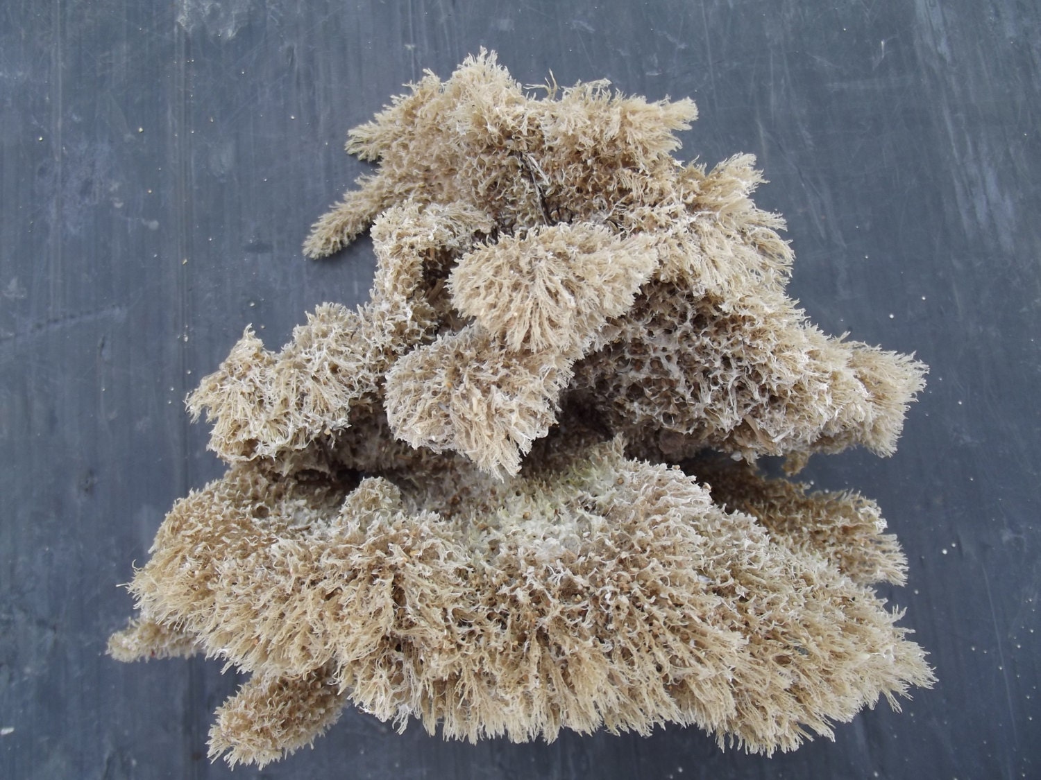 Large Sea sponge. by DaisyAndMomSupply on Etsy