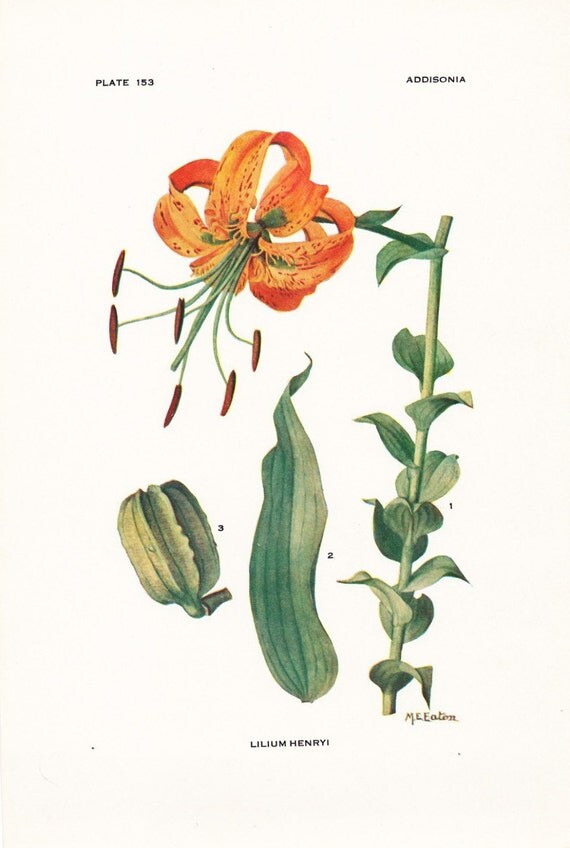1919 Botany Print Lilium Henryi Tiger Lily Vintage