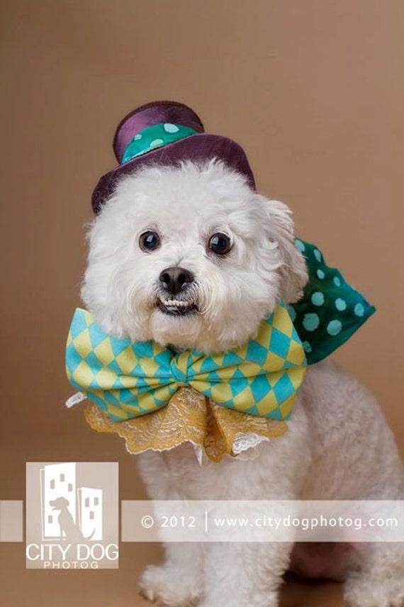 Items similar to The Mad  Hatter dog  costume  halloween 