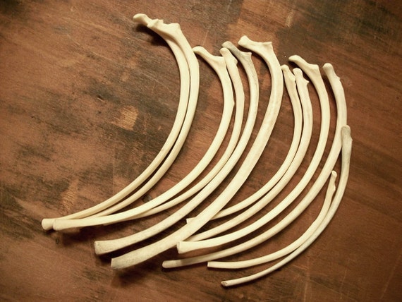 12 Dog and Coyote Rib Bones by ShadyufoStudios on Etsy