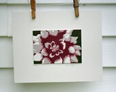Purple Dahlia Print- Limited edition, hand pulled