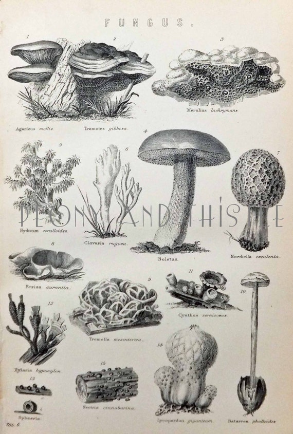 Fungus Black and White Print of Fungi Funghi Fall Decor