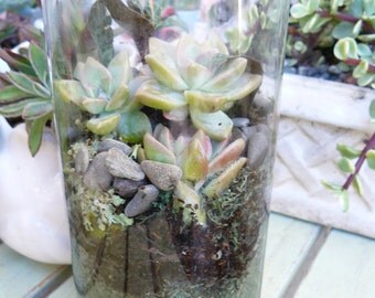 DIY Succulent Terrarium, Succulent Terrarium Kit, TableTop Terrarium, Terrarium Kit, Succulent Arrangement, Succulent Gift