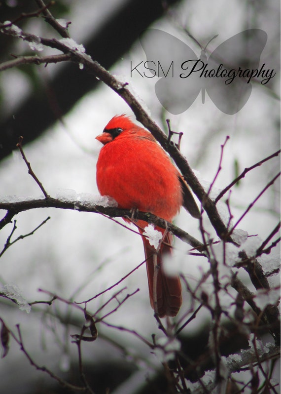 Winter Wonderland #6 "Fierce Feathers" 5x7 PRINT red male northern cardinal snow holiday nature photography bright winter frost bird feather