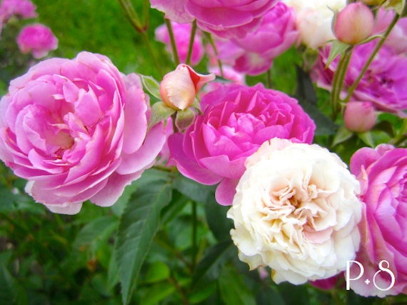 pink miniature roses print on etsy