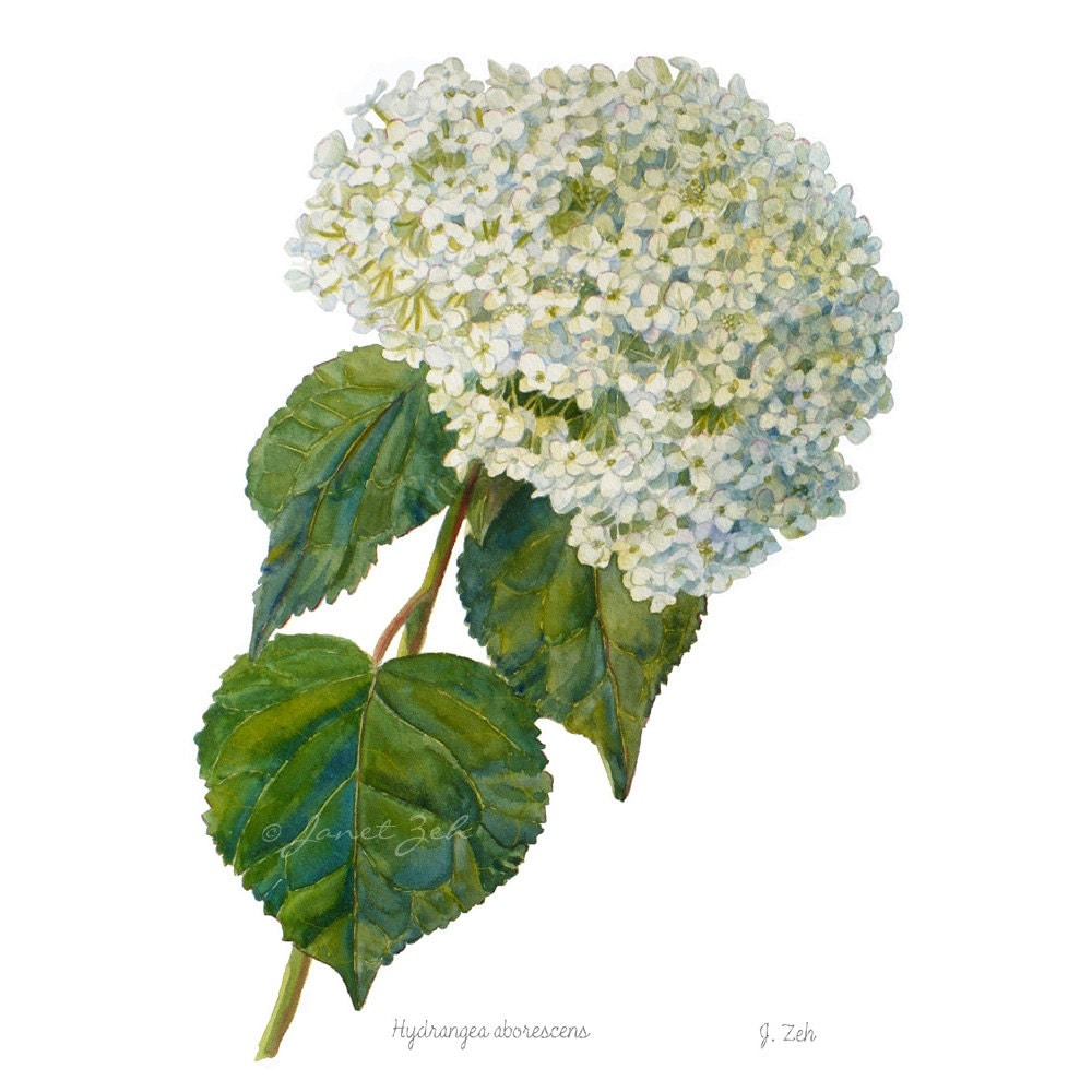 paper decoupage hydrangea Print Floral Hydrangea Wall Botanical Illustration Watercolor