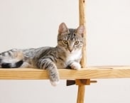 Wooden Timber Bench and Hat Stand