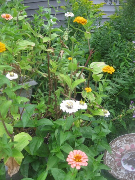 ZINNIA naturally DRiED FLOWER Bunches