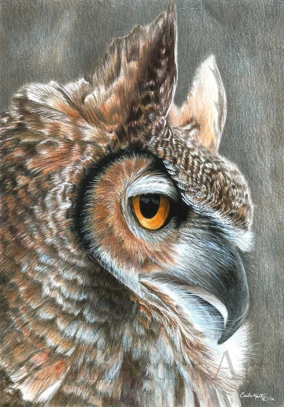 Owl Art Original Drawing by Carla Kurt