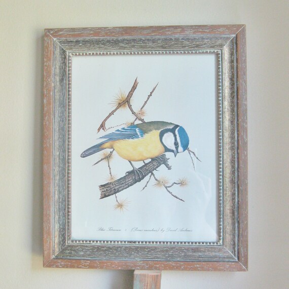 Vintage Framed Bird Prints David Andrews Blue Titmose and