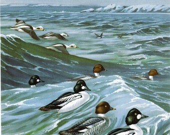 Vintage DUCKS Print - Old Squaws / Goldeneyes - 1930s Book Illustration by Walter Alois Weber
