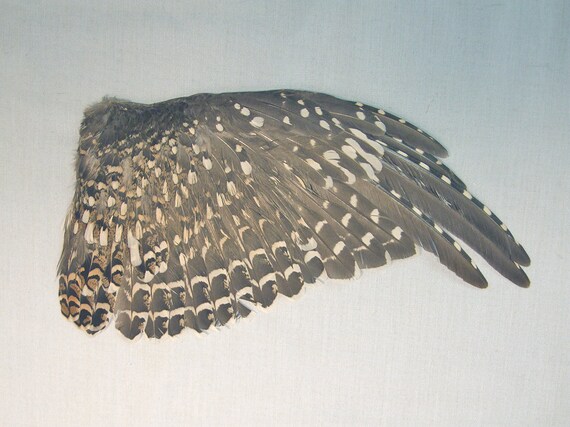 DAPPLED GROUSE WING B real bird part for by ChimeraCurio on Etsy