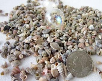 Beach Decor EXTRA TINY Seashells - Nautical Decor Small Sea Shell Mix - Tiny Seashell Jewelry or Beach Wedding Decor Shells, 3x4" bag