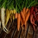 Colourful Carrot Mix - Rainbow of Heirloom Seeds