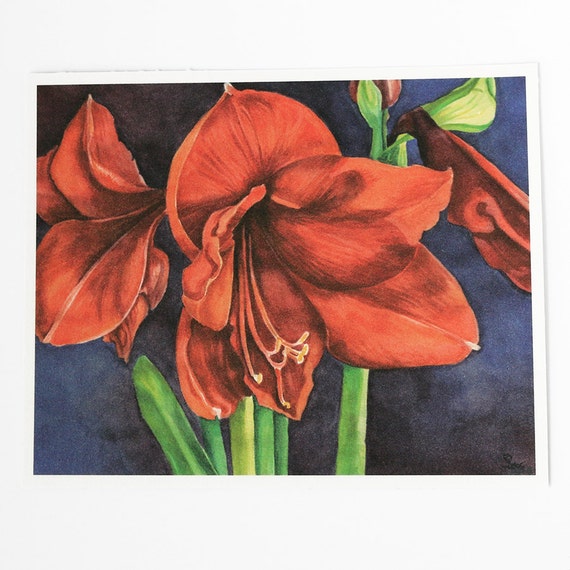 red flowers art print watercolor amaryllis by favoriteflower