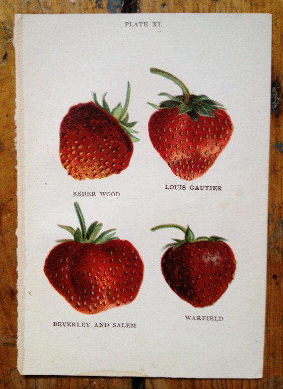 1905 STRAWBERRIES FRUIT LITHOGRAPH original antique miniature