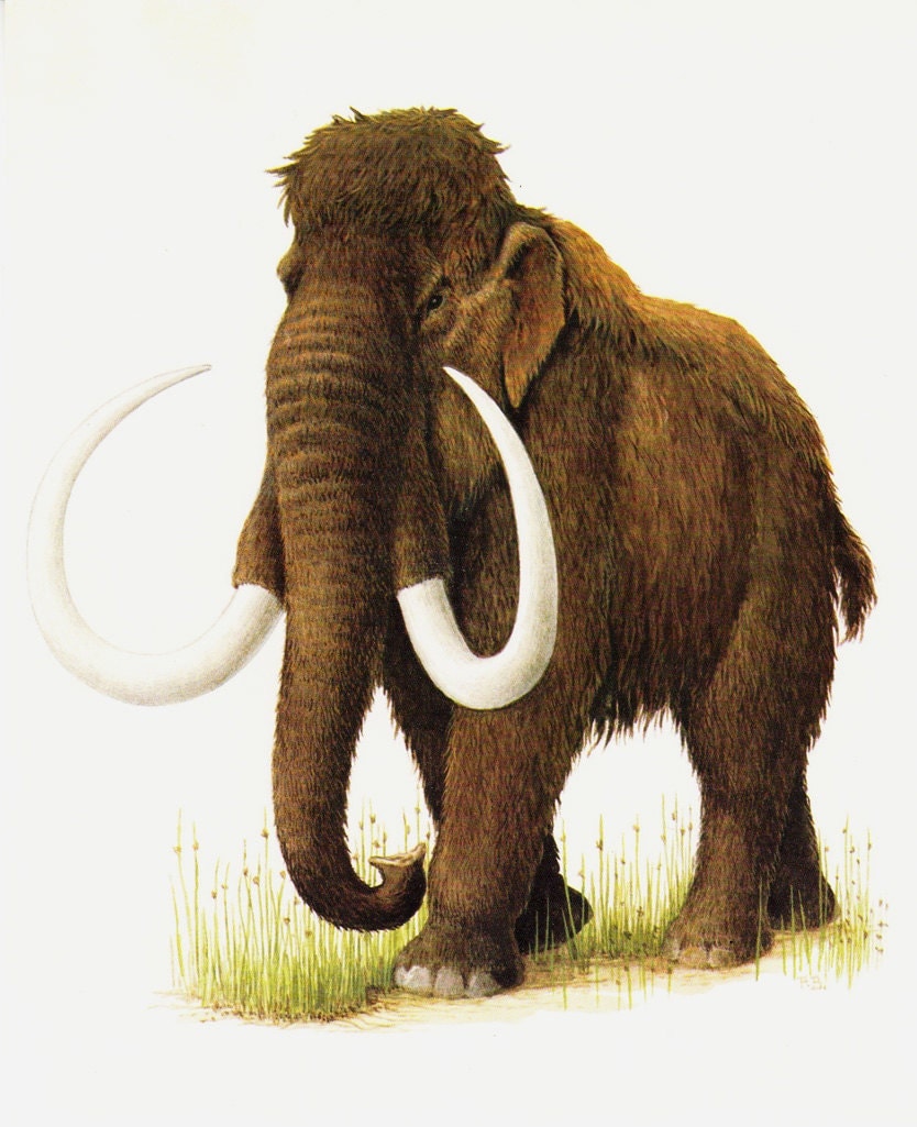 Vintage MAMMOTH print. extinct animal