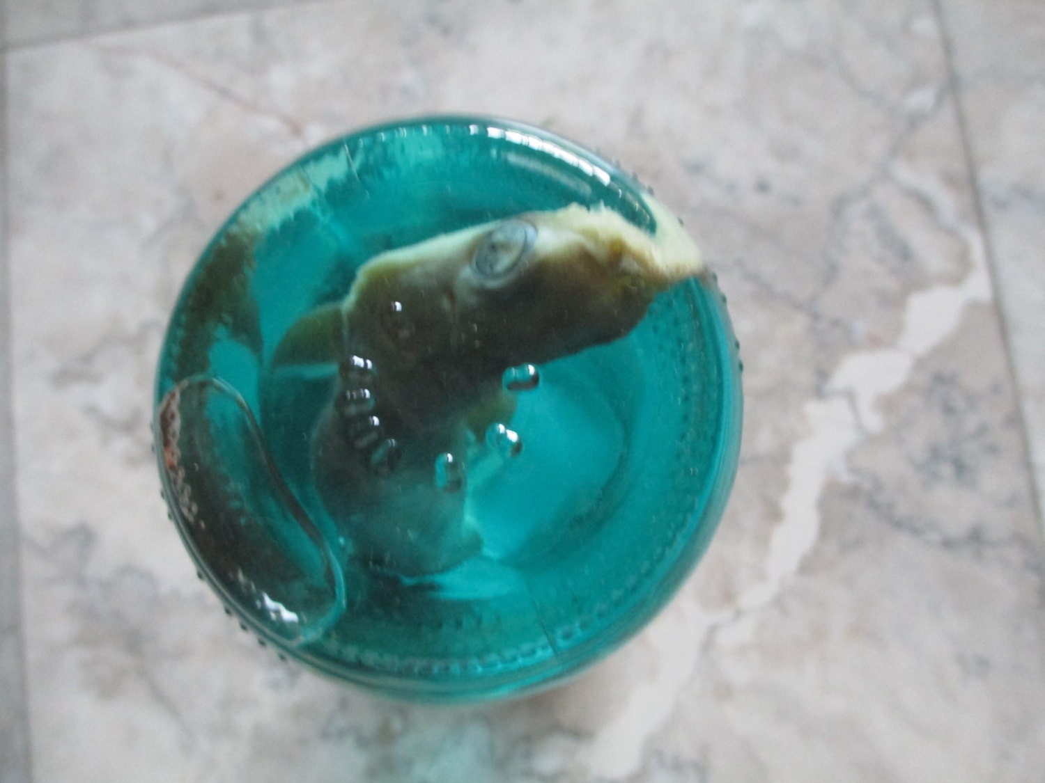 Reef Shark Specimen in a Jar SHIP FREE