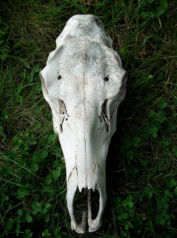 Cow Elk Skull