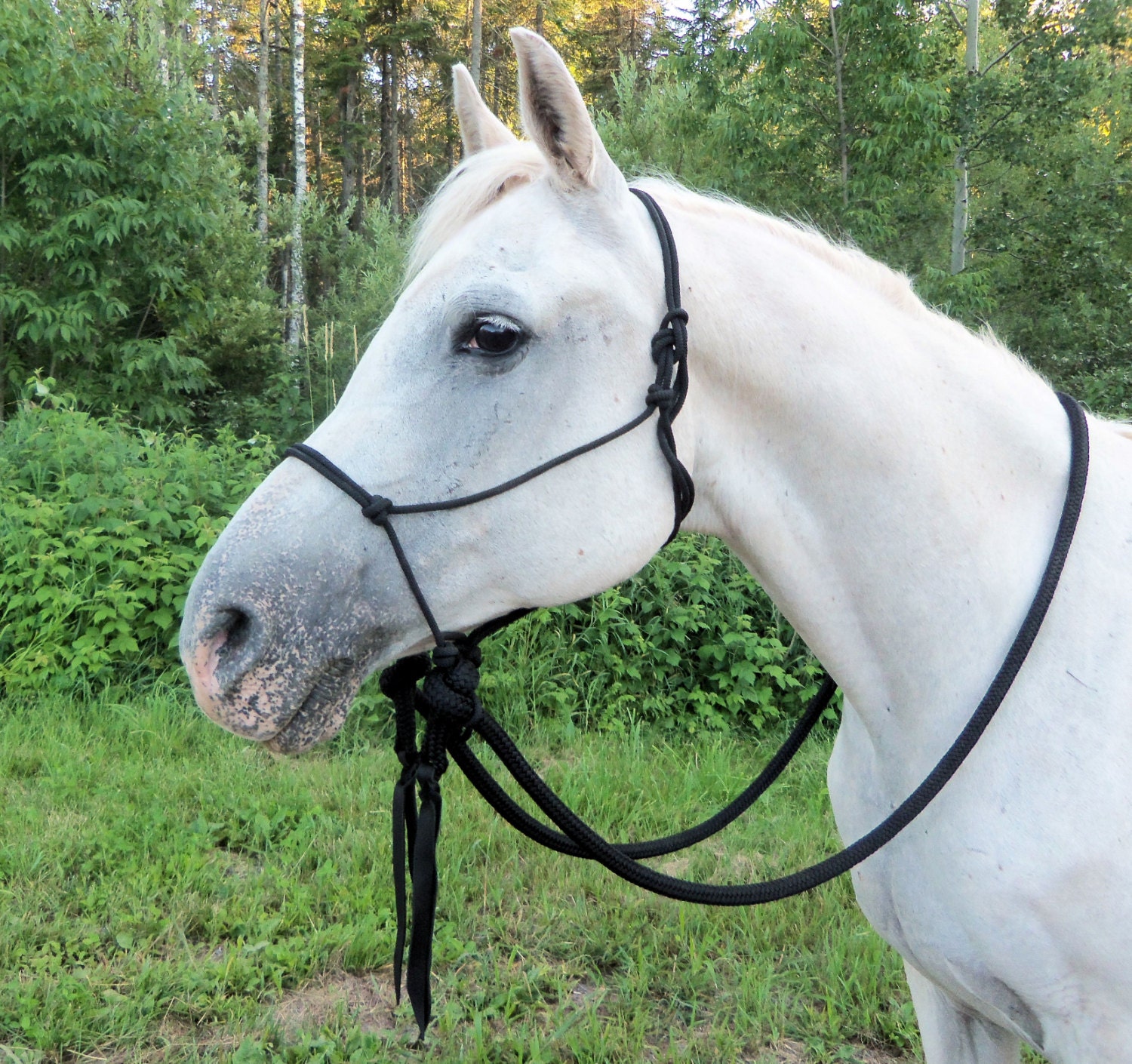 Riding Rope Halter