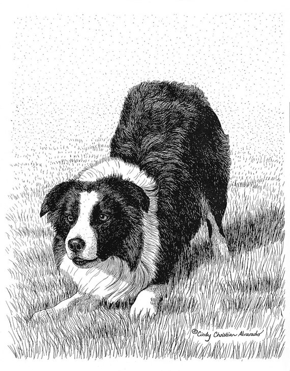 Border Collie print Ready Set... by Cindy