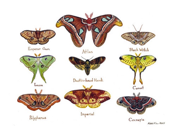 Moths Field Guide Classification Chart Watercolor by KateDolamore