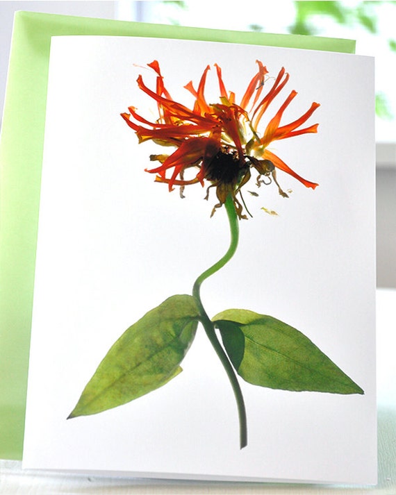 Note Card Floral Flowers Party Invitation Zinnia Explosion