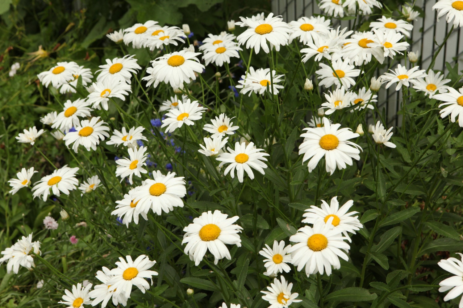 Items similar to PERENNIAL White Daisy Plant Shasta Daisy Plant