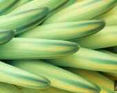 Refresh, Aloe Flower, 8x10 print with matte, Nature photography, nature, yellow, light green, turquiose