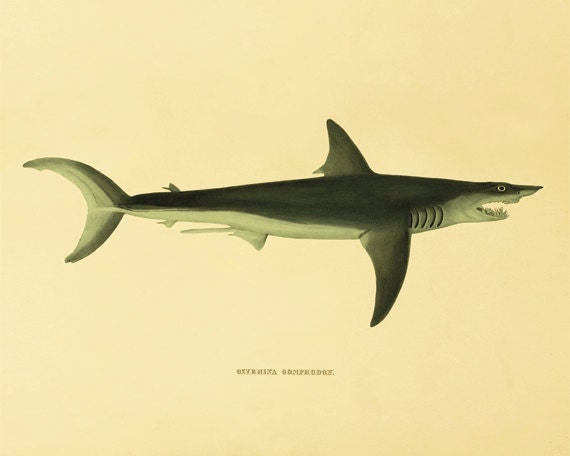 Vintage Shark 81