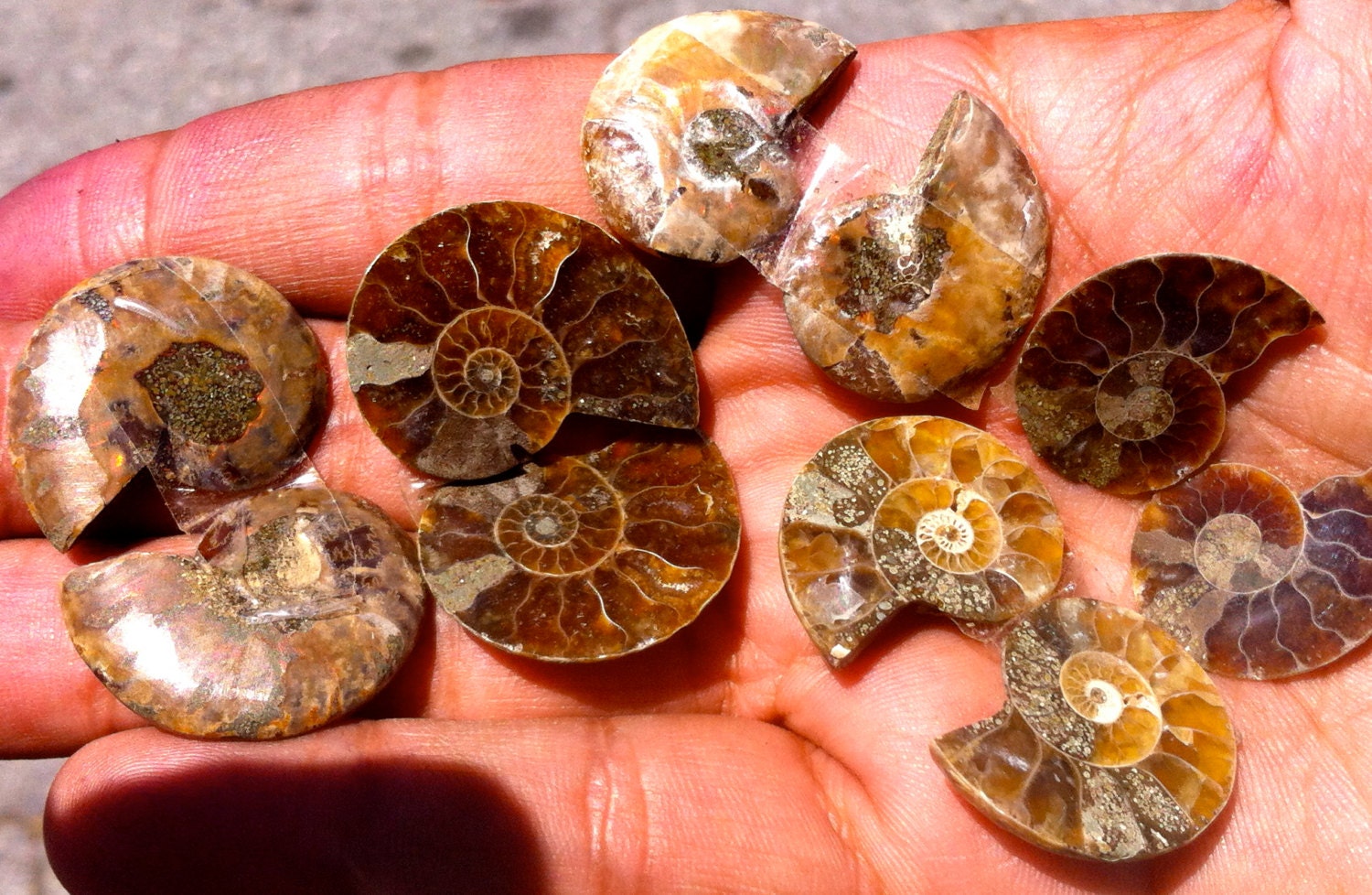 Ammonite Baby Cut Pairs 100 Million Years Old