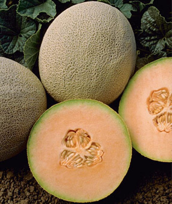 Organic Melon Seeds Honey Rock Mycorrhizae Inoculated/Bulk