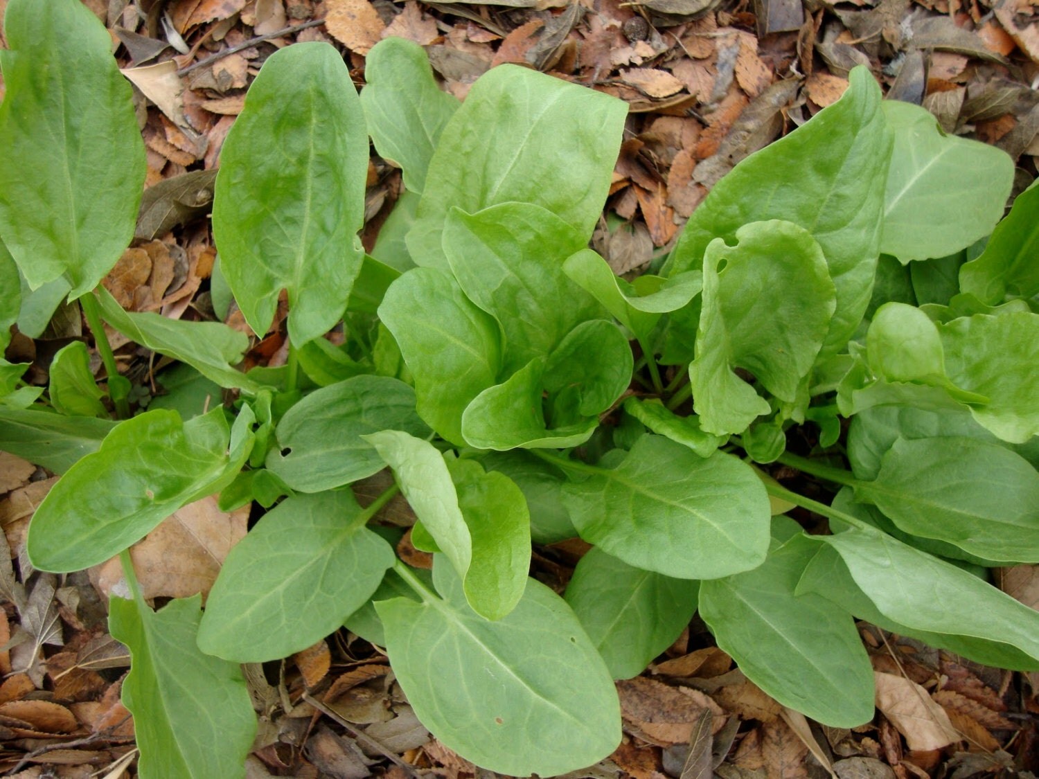 BIG SALE Herb Sorrel Seeds 'Garden Sorrel Rumex