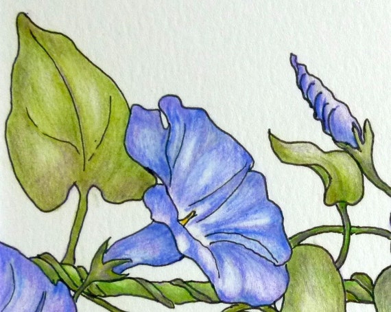 Items similar to Colored Pencil Botanical Purple Morning Glory on Etsy