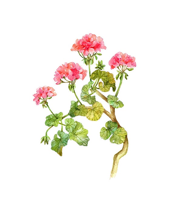 Geranium Floral Botanical Print Illustration Watercolor Garden