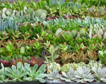 20 Wedding Succulent Collection Plants in 2 inch Pots