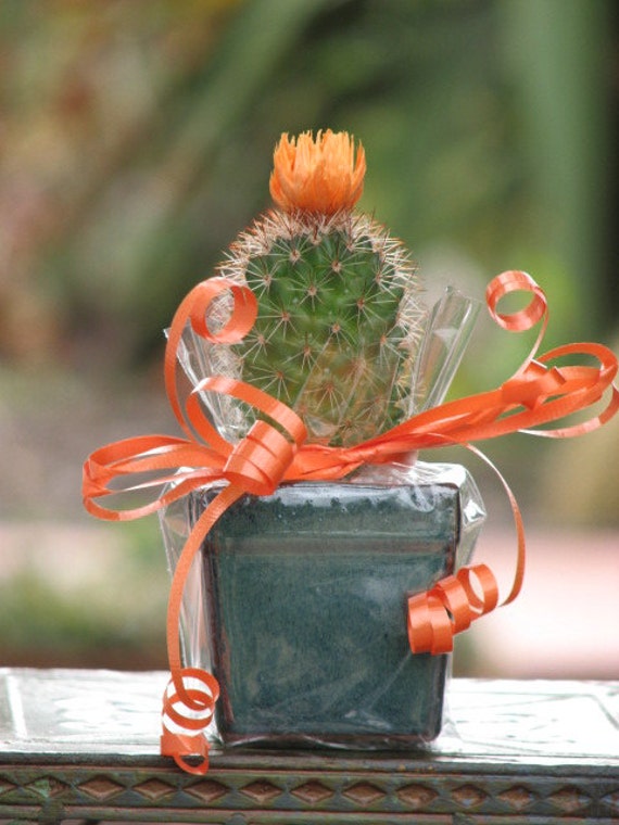 Cute Little Cactus Gift Plant