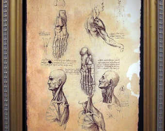 Leonardo Da Vinci Anatomy Art Print- Vintage Art Print on Tea Stained Paper