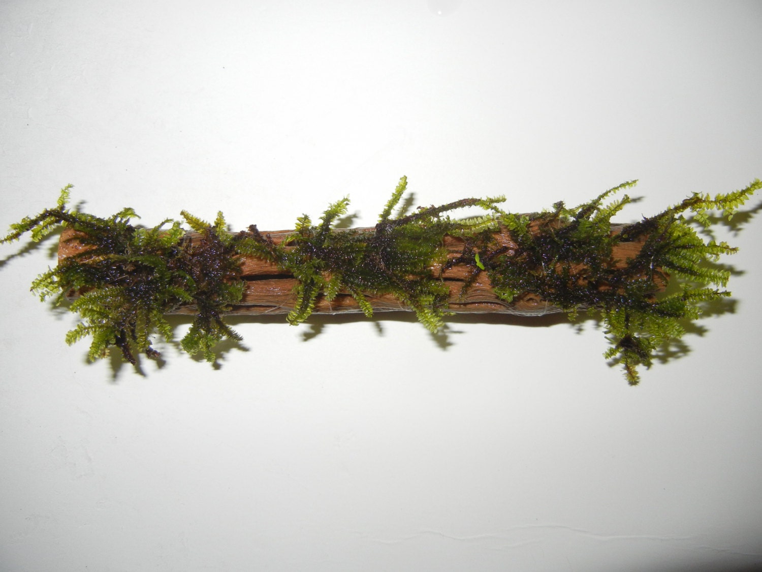 Java Moss on Desert Cholla Wood for Freshwater Aquarium