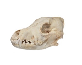 Real Bone Coyote Skull