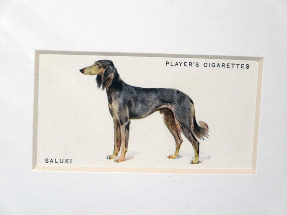 Vintage Cigarette Card Saluki Players C Collectible Matted for Framing Mint Condition