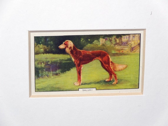 Vintage Cigarette Card  Saluki Gallagher Collectible Matted for Framing Mint Condition