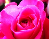 Pink Rose - Photo Magnet