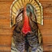 Wild Turkey 2ft. colorful chainsaw wood carving nature lover wildlife home and garden art country living bird decoy full strut tom bird