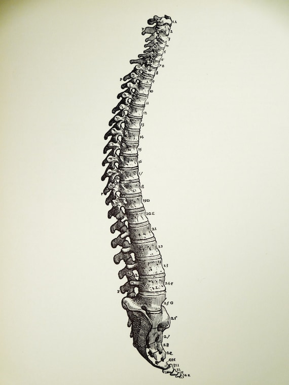 free clip art human spine - photo #49