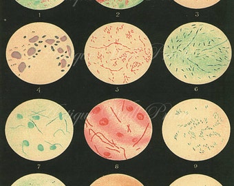 BACTERIUM antique prints science art print natural history print vintage prints Victorian art print old lithograph SIX SIZE Choices